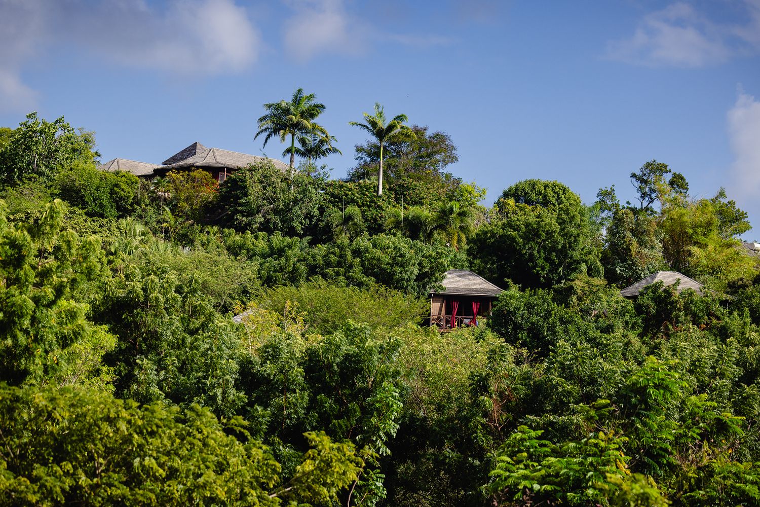 Lush tropical hillside with hidden villas nestled among dense green foliage and tall palm trees under a blue sky.