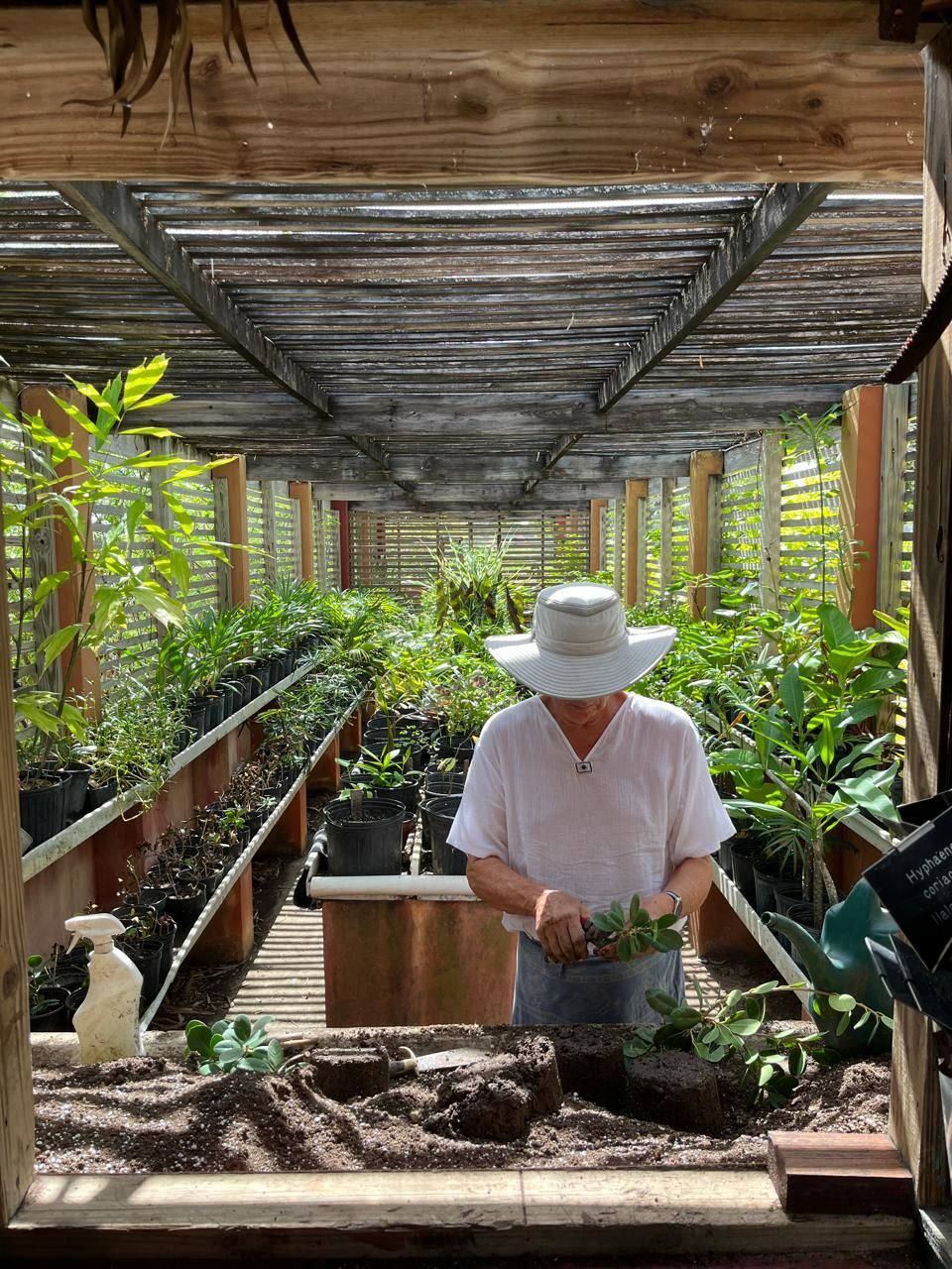 Gardener tending to tropical plant nursery inside rustic wooden greenhouse with rows of lush seedlings.