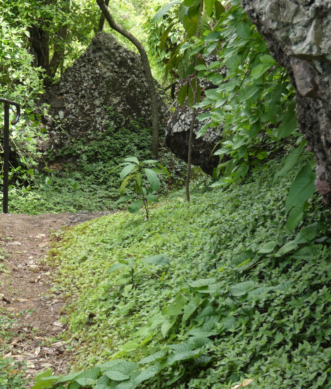 Lush green forest path with moss-covered boulders and dense ground cover plants in a shaded woodland setting.