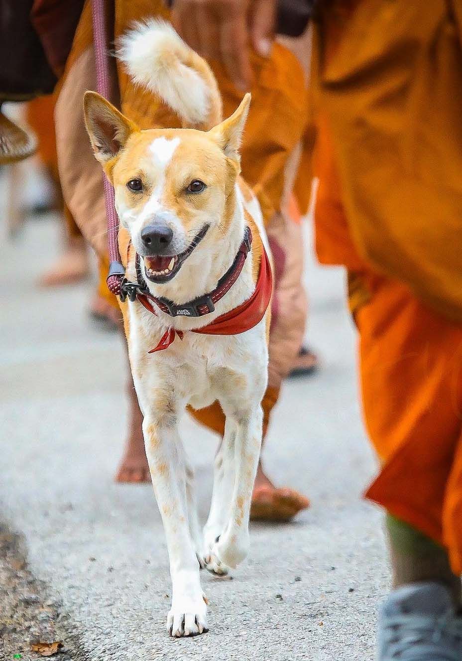 A happy dog wearing a red bandana walks alongside Buddhist monks in orange robes on a temple path.