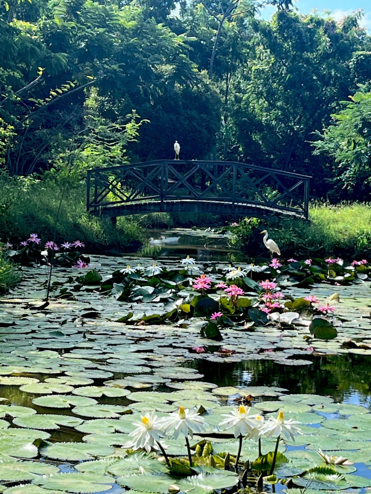 A serene lily pond with pink and white water lilies, lily pads, and two white herons near a rustic wooden bridge.