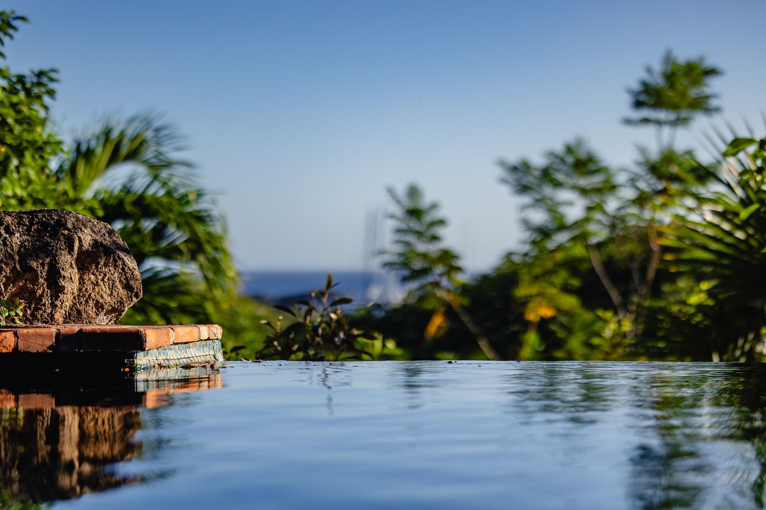 Lush tropical infinity pool with palm trees and ocean view under a clear blue sky.