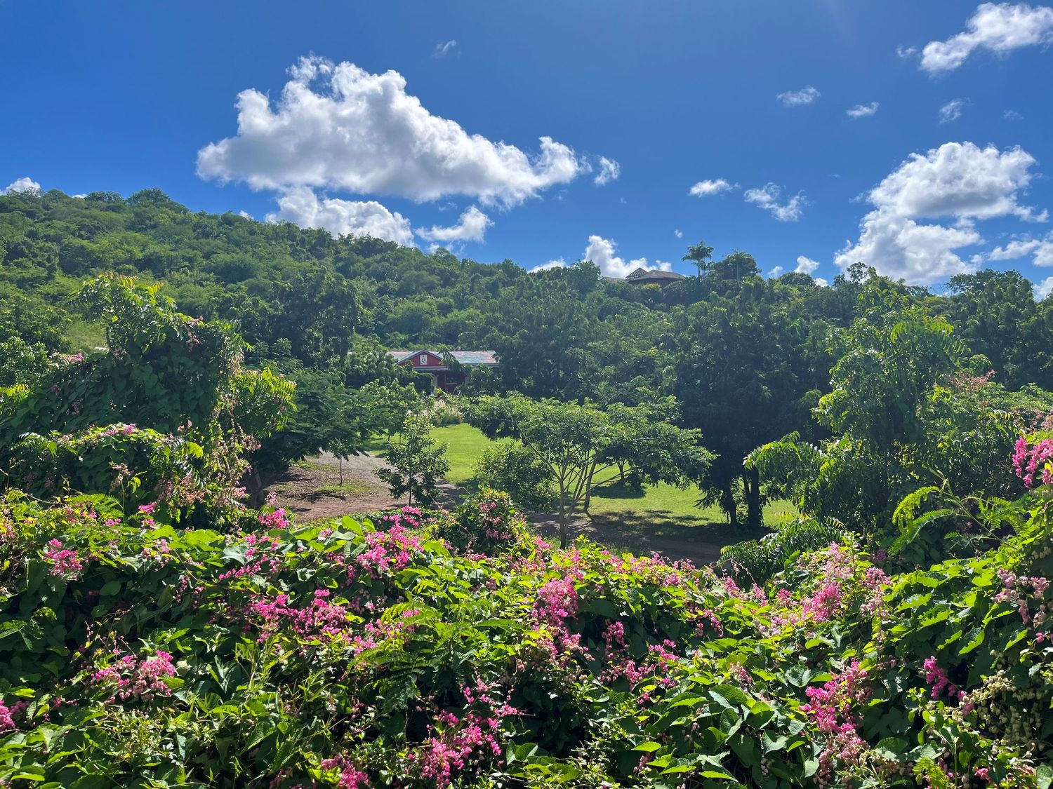 Lush tropical garden landscape with pink flowers and green hills under blue sky.