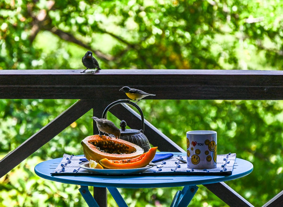 Two birds perched on a blue table enjoying fresh papaya on a tropical balcony.