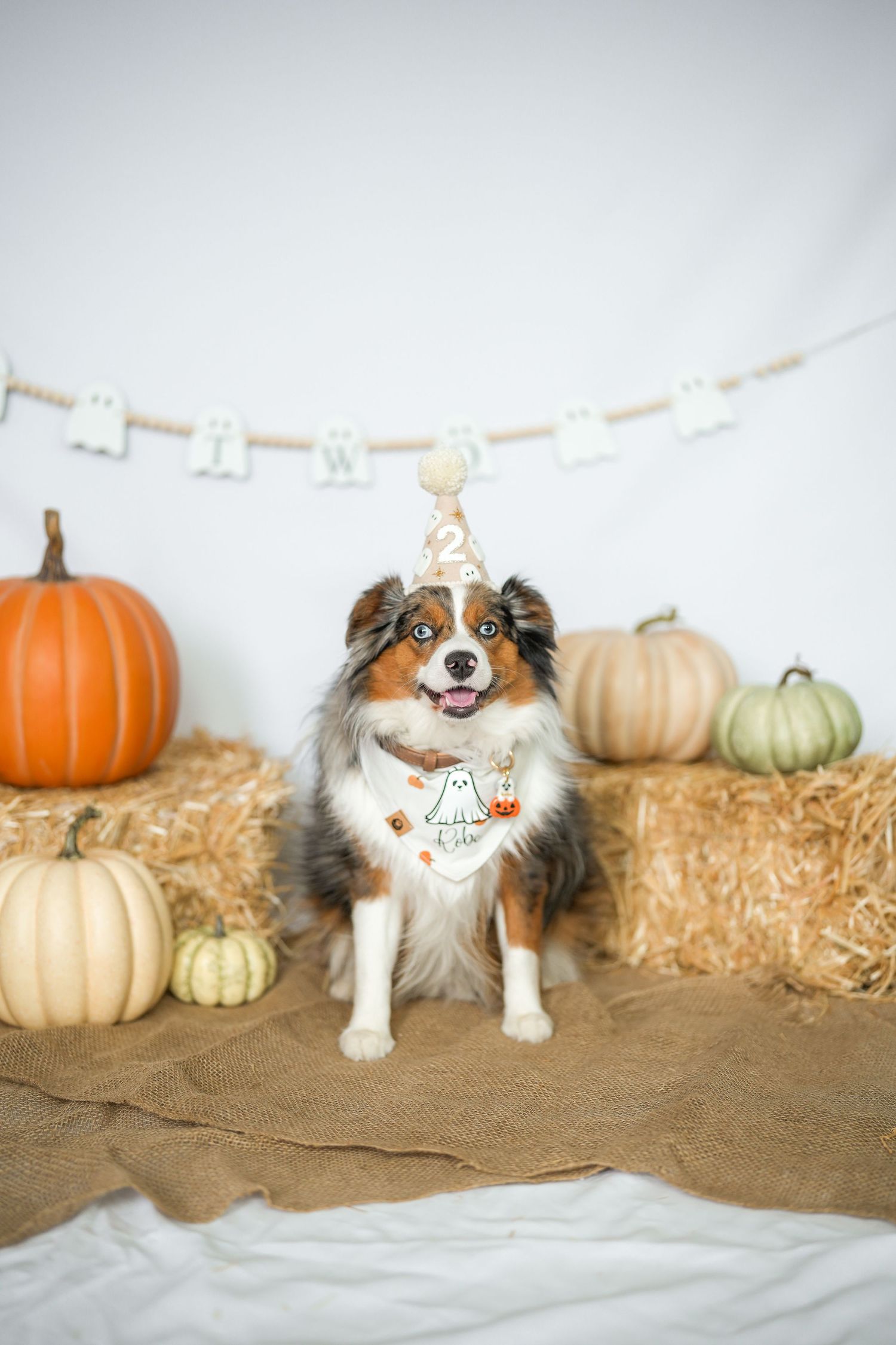 Australian Shepherd in a party hat and ghost bandana sits among pumpkins and hay bales at a Halloween-themed second birthday photoshoot.