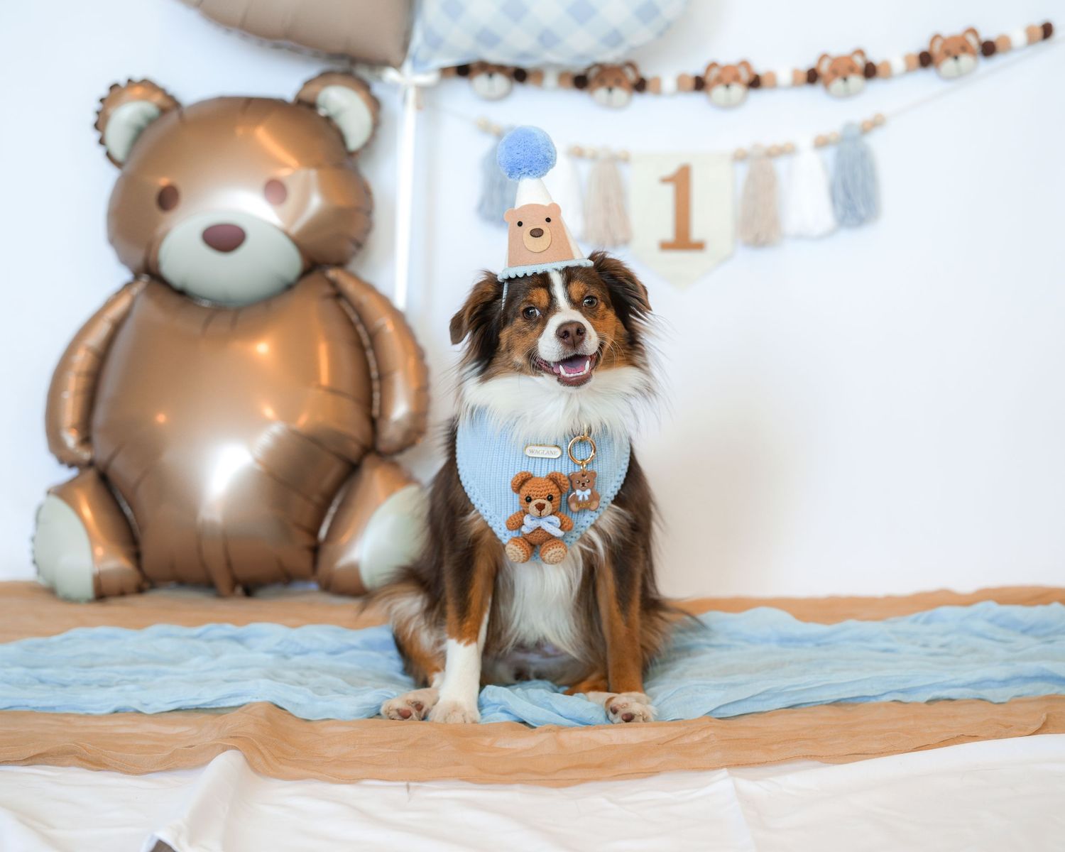 Happy Australian Shepherd wearing a party hat and blue bandana poses beside a giant teddy bear balloon at a first birthday photoshoot.