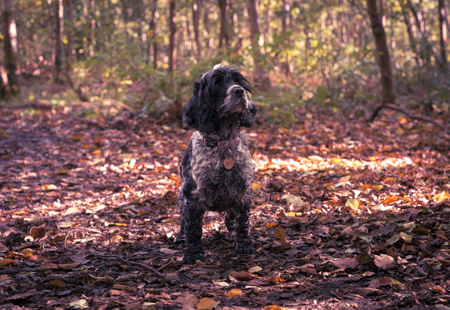 Autumn forest scene with fallen leaves and natural lighting.
