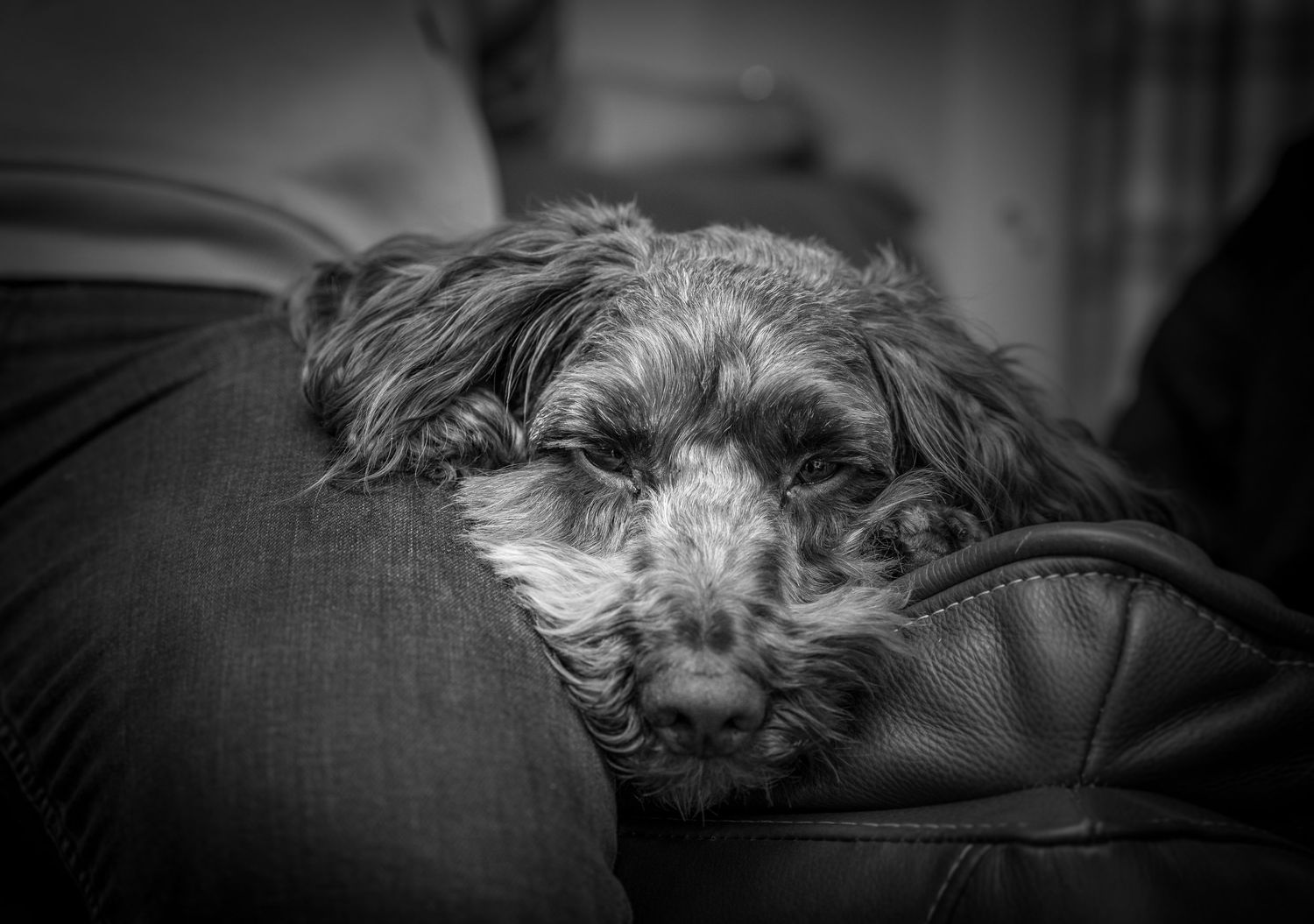 Small dog resting on dark furniture in dramatic black and white photography.