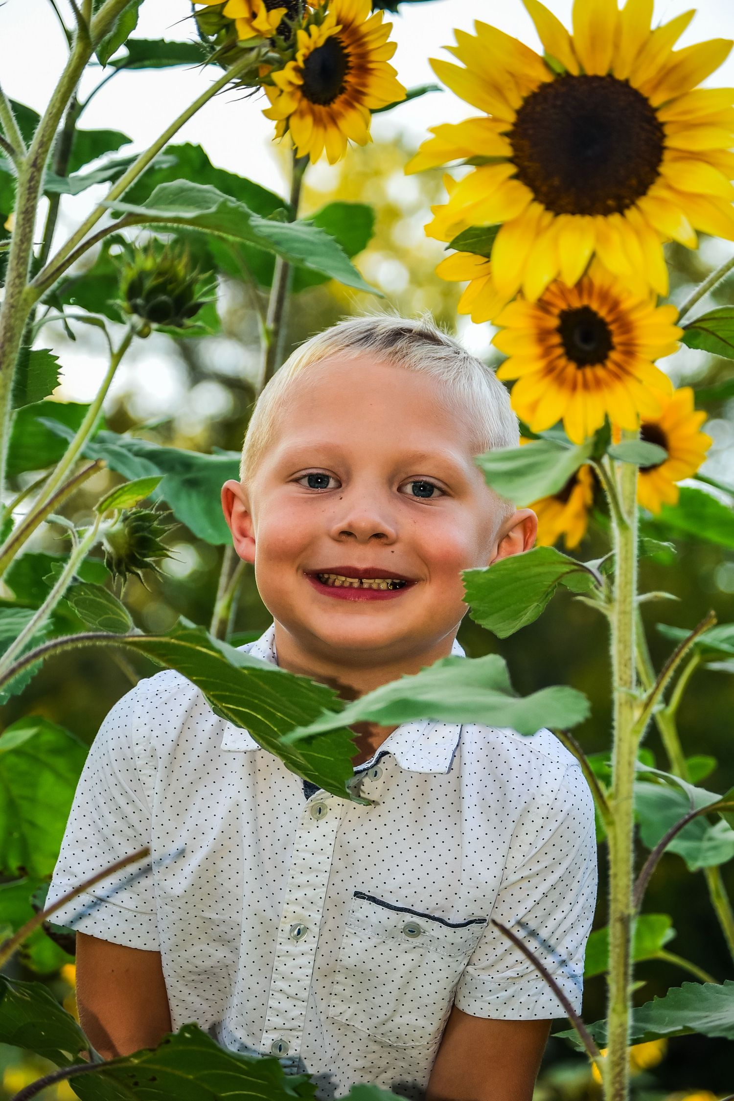 Child in white polka dot shirt posing among tall blooming sunflowers in garden.