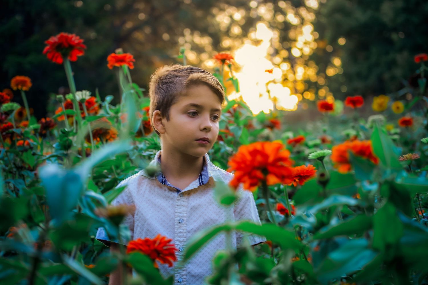 Red zinnias bloom in a garden during sunset with soft golden light.