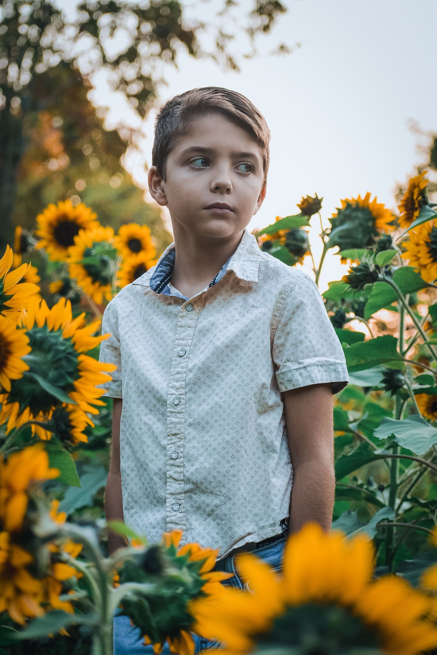 White dotted shirt contrasts against towering sunflowers in evening light.