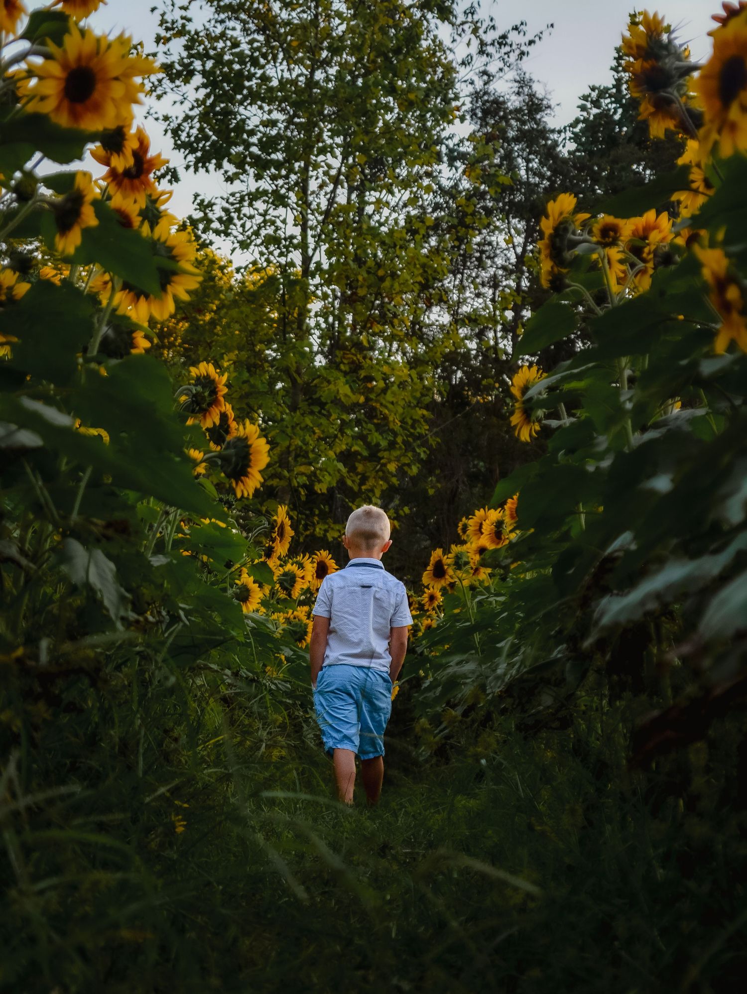 A scenic view of tall sunflowers growing in a garden during golden hour.