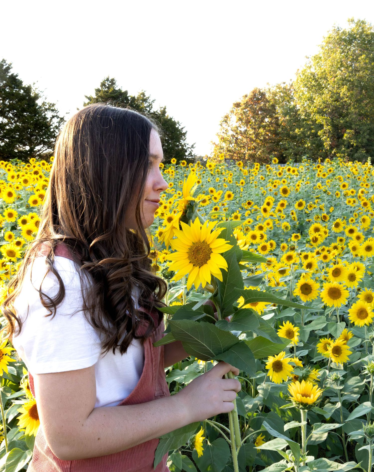 Marshfield MO is a favorite spot for senior sessions with Refined by Fire Photography who love sunflowers.