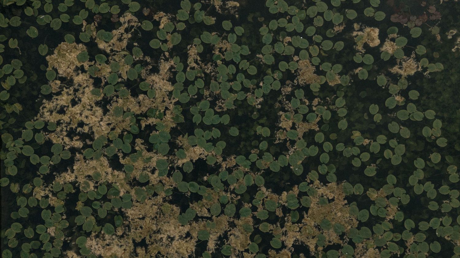 Aerial view of dense green lily pads floating on dark water, creating a natural mosaic pattern.