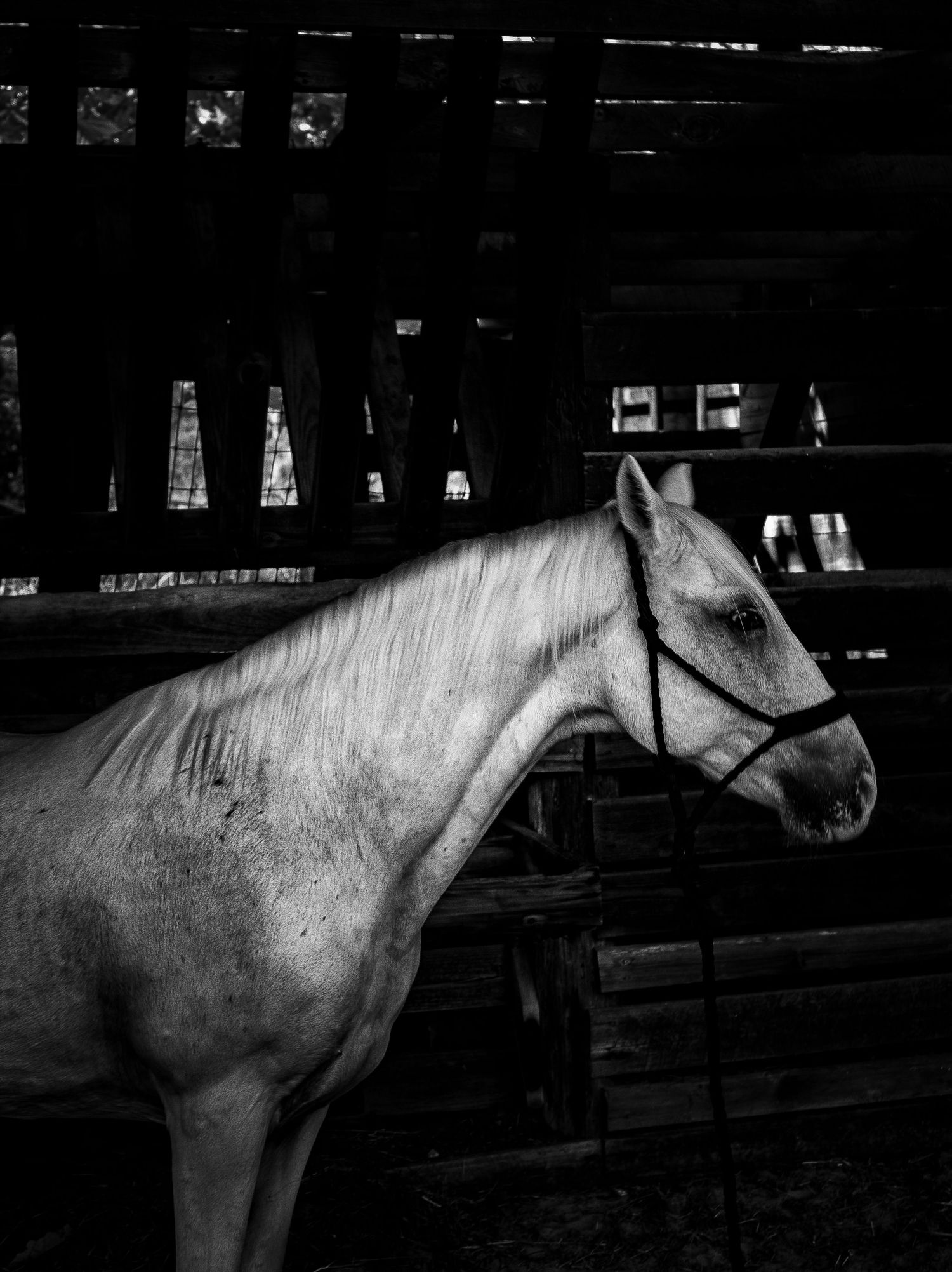 A white horse stands in a dark barn stall in a dramatic black and white portrait photograph.