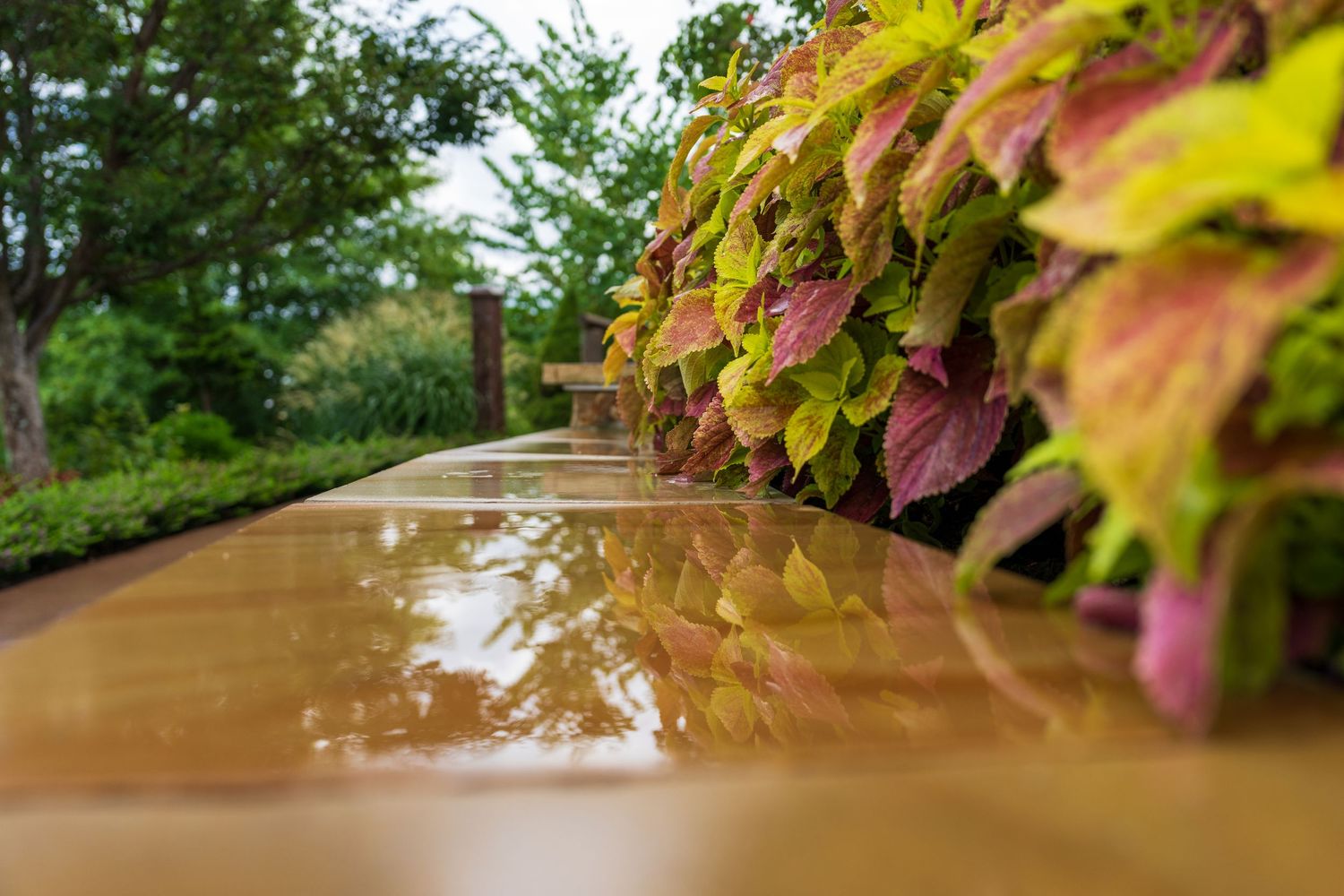 Variegated leaves reflect after a fresh rain.