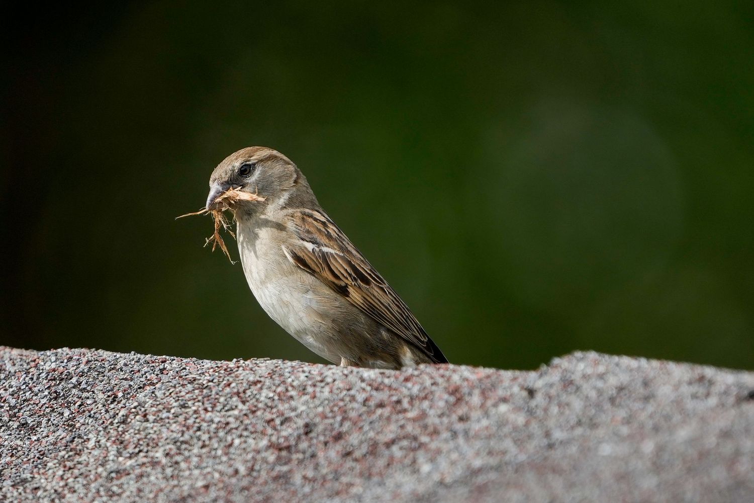 A common sparrow gathers material to build a nest