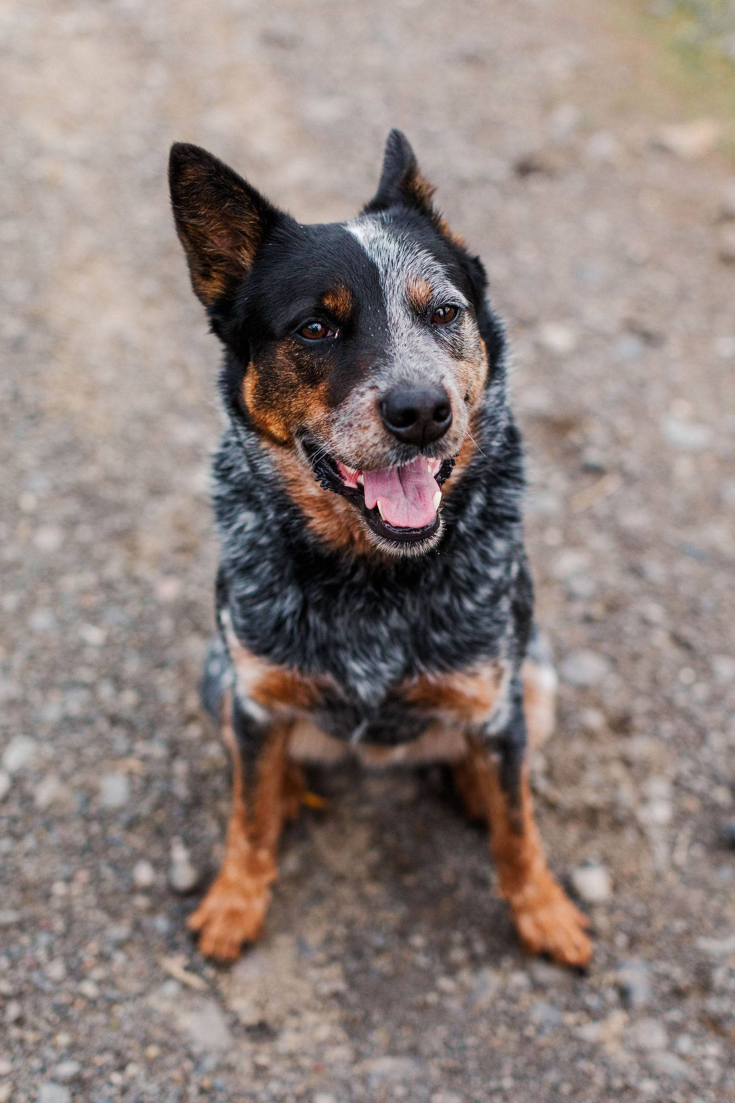 Australian Cattle Dog with black and tan coloring smiling at camera on gravel surface.
