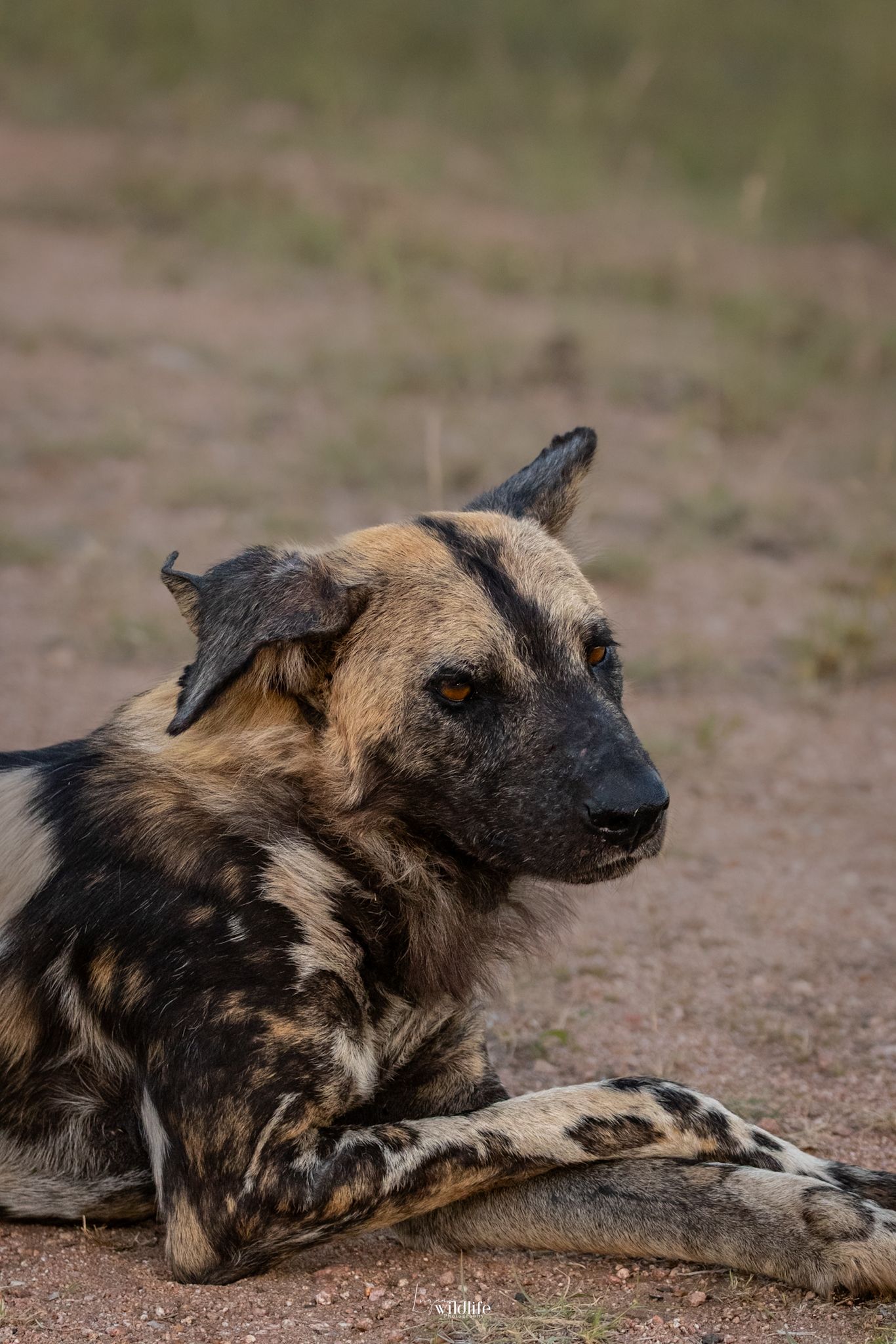 Kambaku II Boat Safaris & Lodge