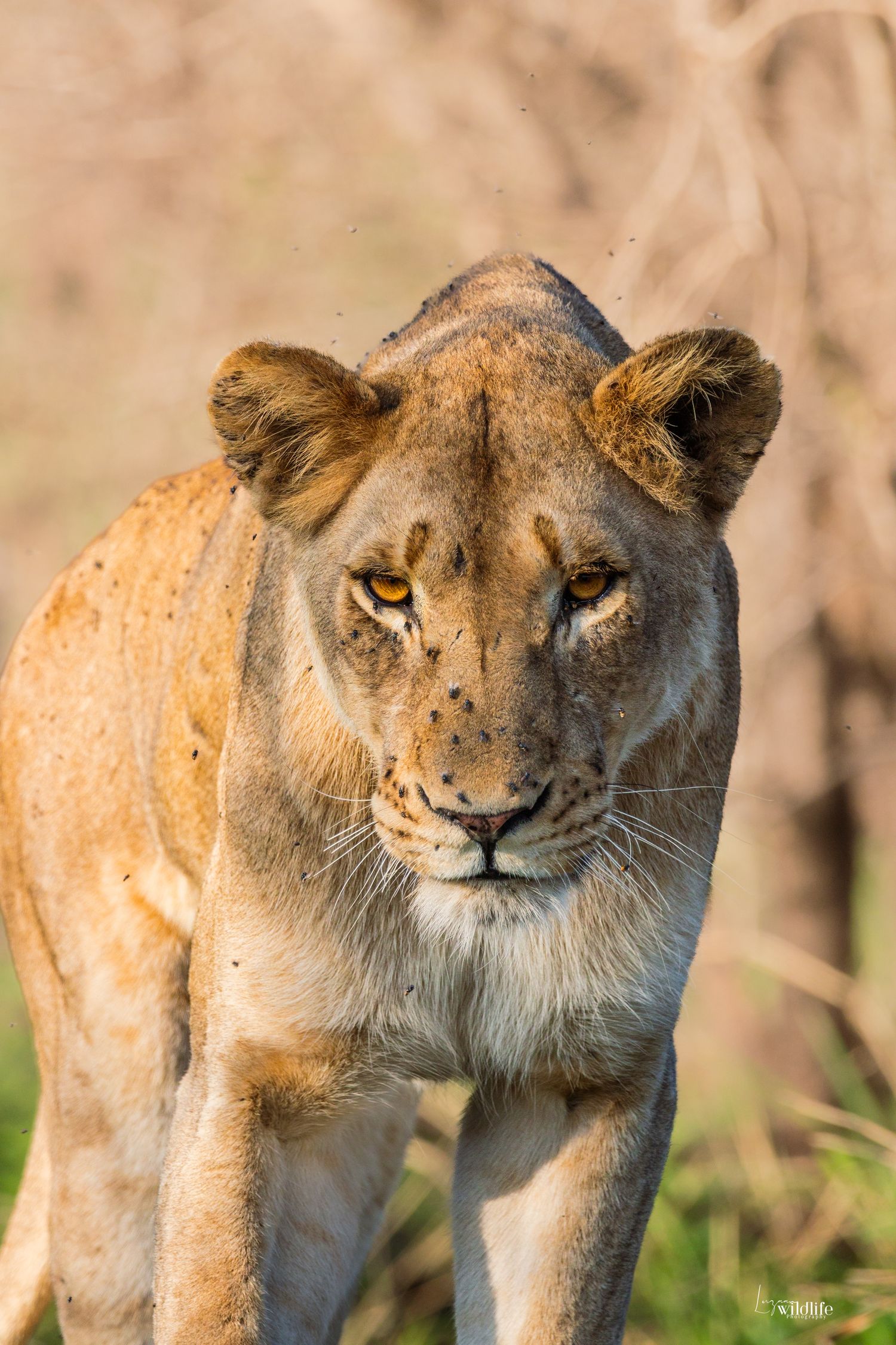 Kambaku II Boat Safaris & Lodge
