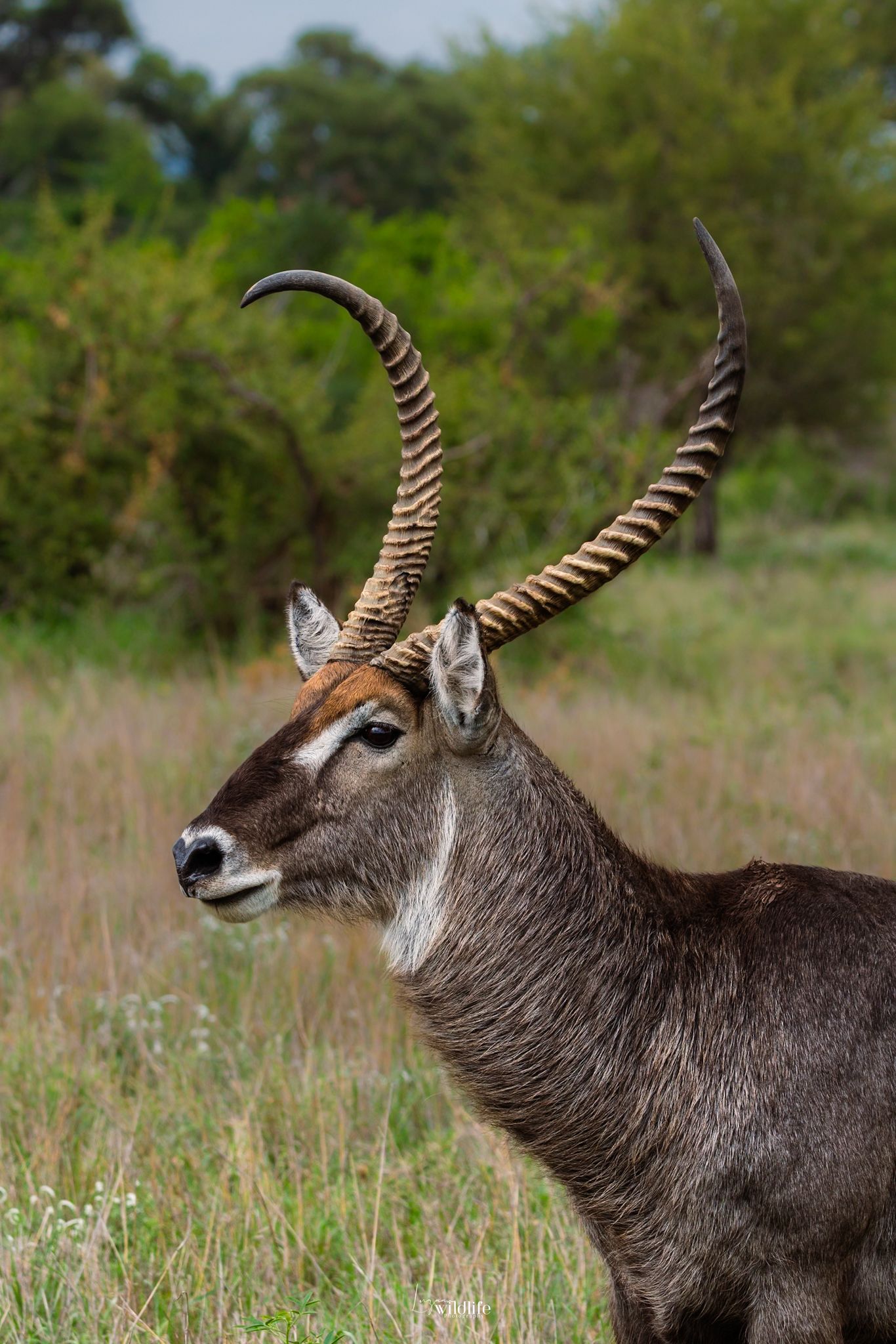 Kambaku II Boat Safaris & Lodge