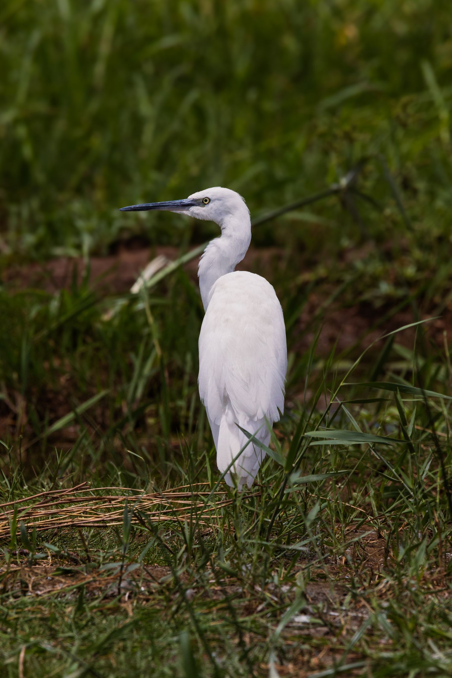 Kambaku II Boat Safaris & Lodge
