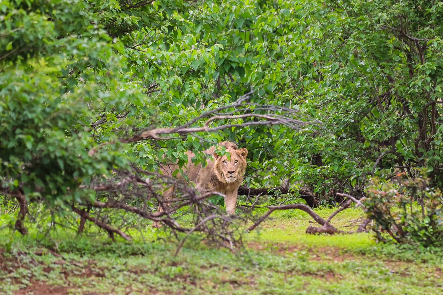 Kambaku II Boat Safaris & Lodge