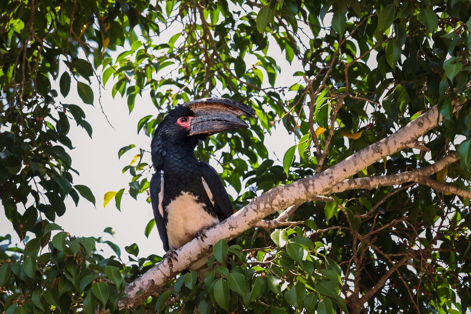 Kambaku II Boat Safaris & Lodge