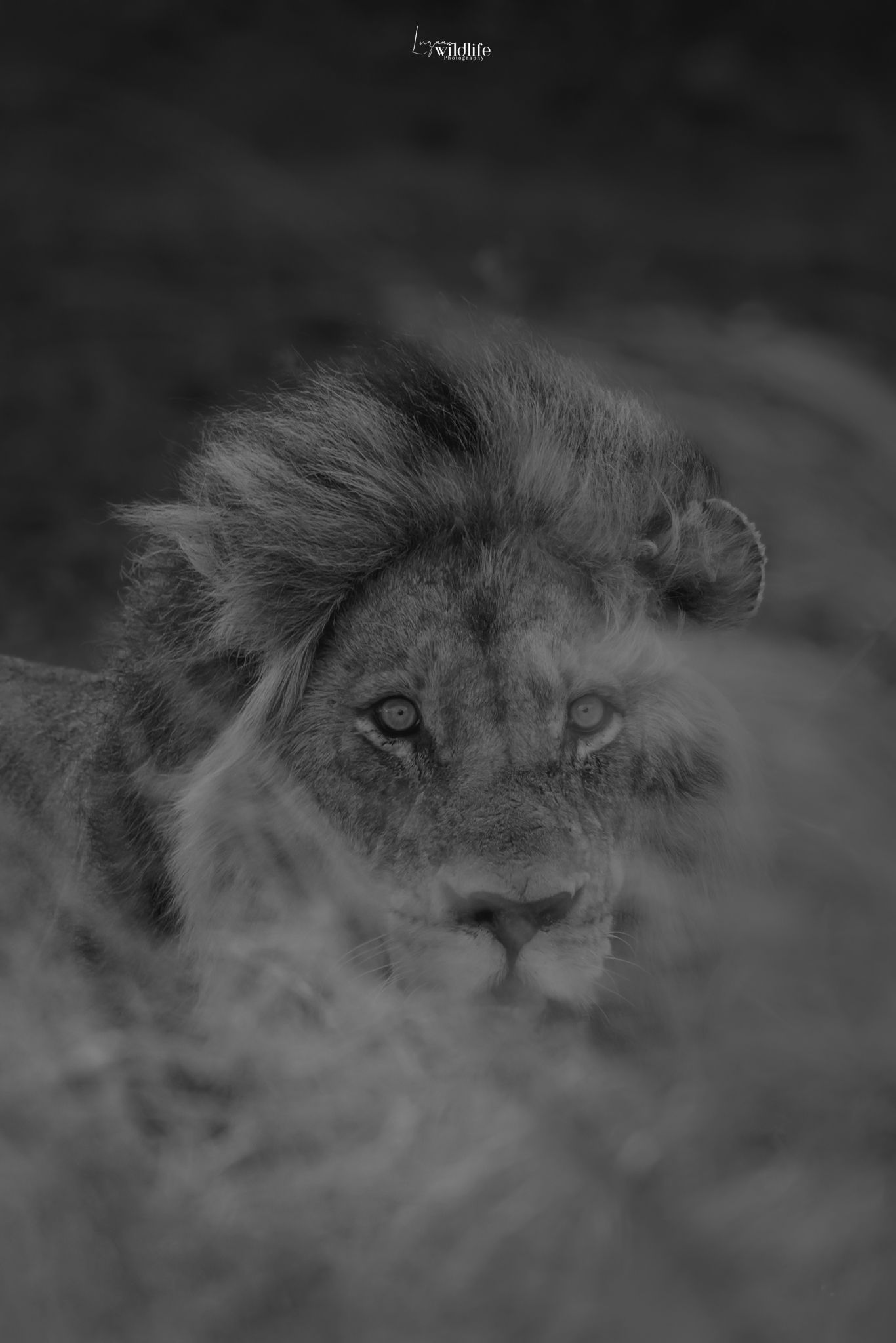 Kambaku II Boat Safaris & Lodge