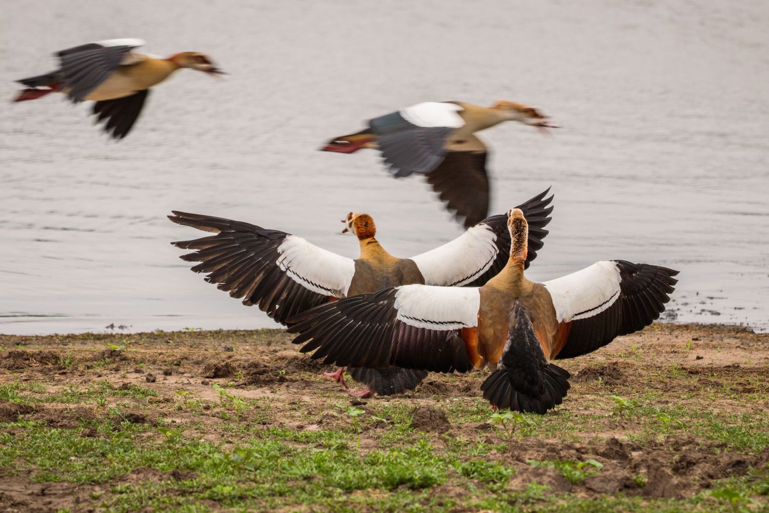 Kambaku II Boat Safaris & Lodge