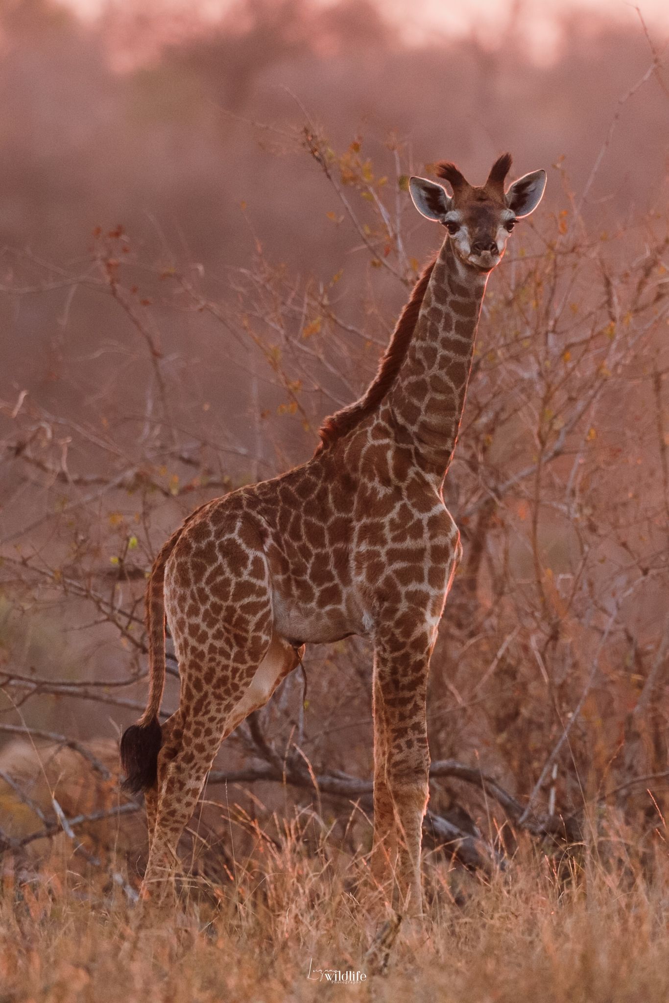 Kambaku II Boat Safaris & Lodge