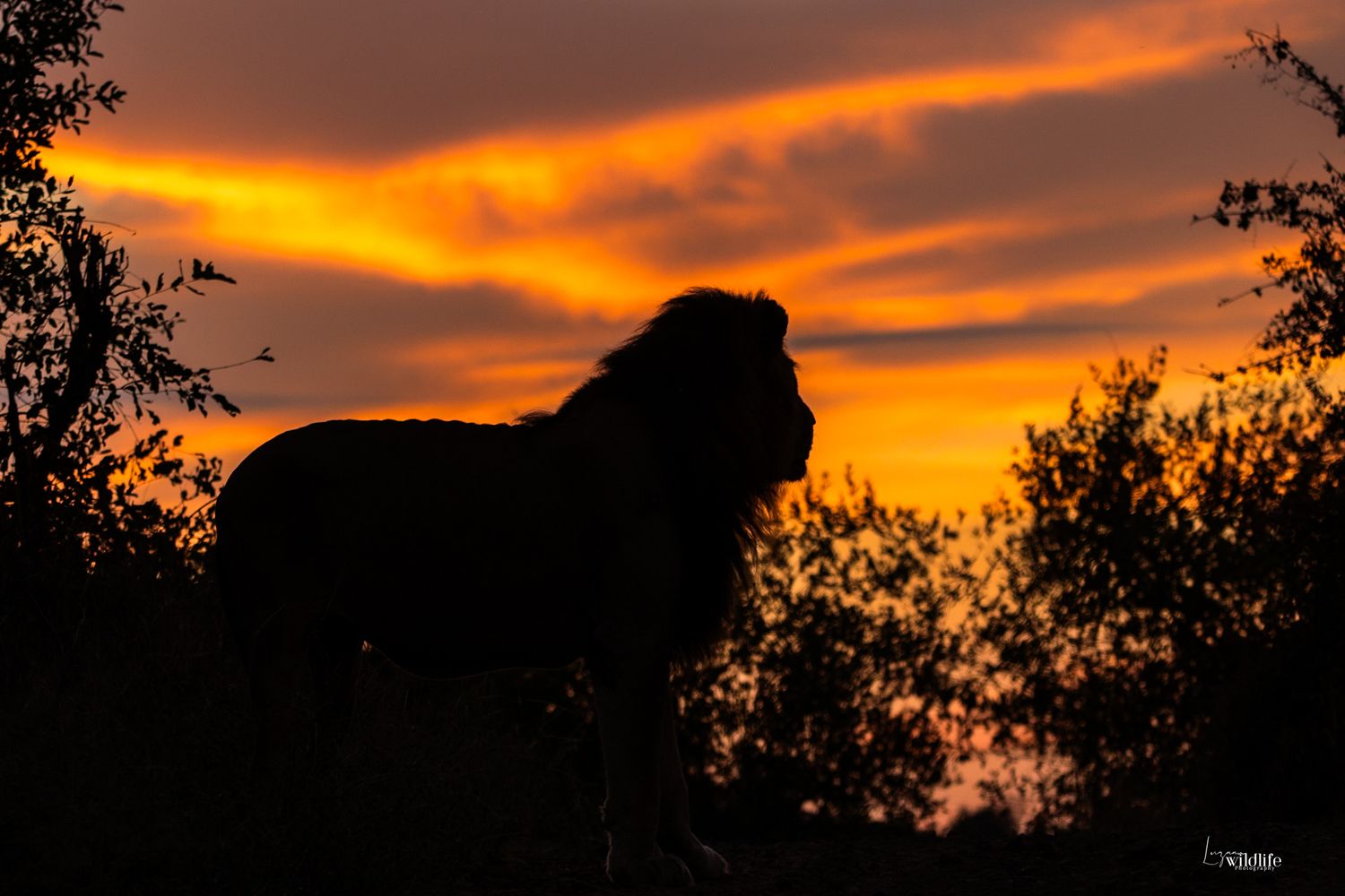 Kambaku II Boat Safaris & Lodge