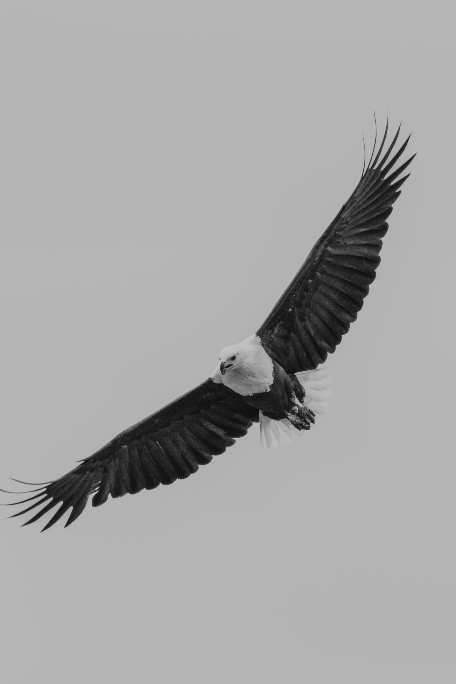 Kambaku II Boat Safaris & Lodge