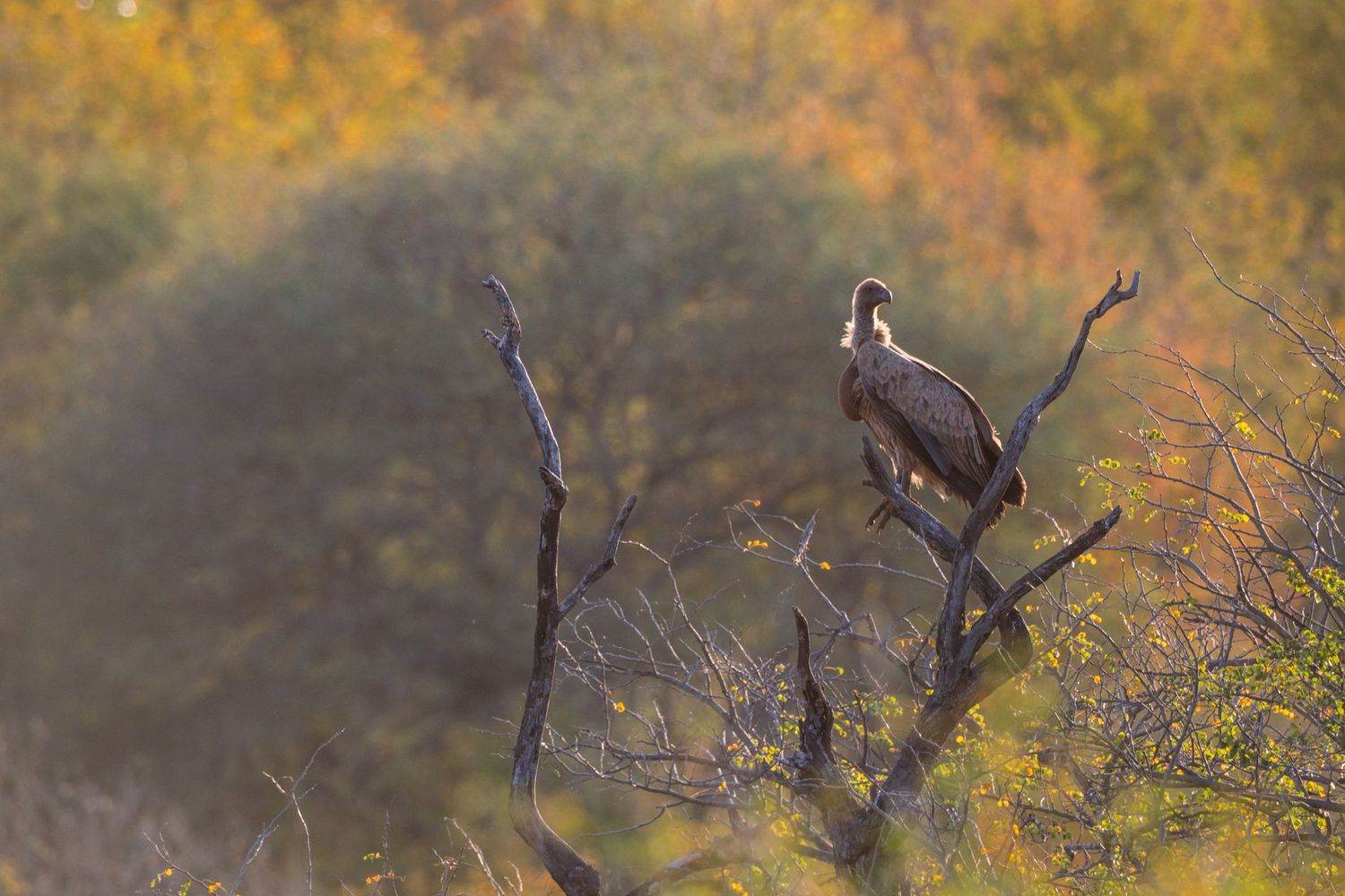 Kambaku II Boat Safaris & Lodge