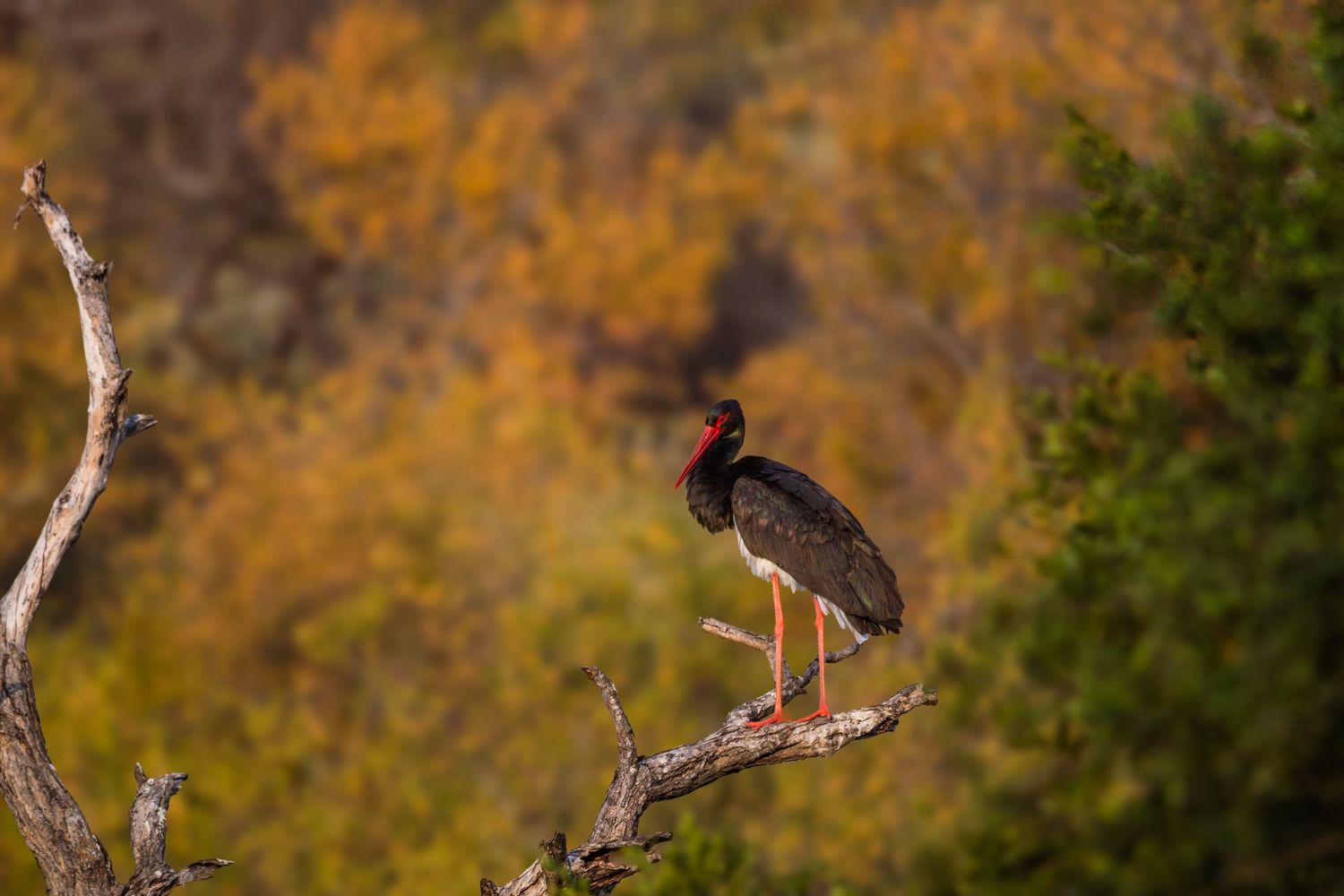 Kambaku II Boat Safaris & Lodge
