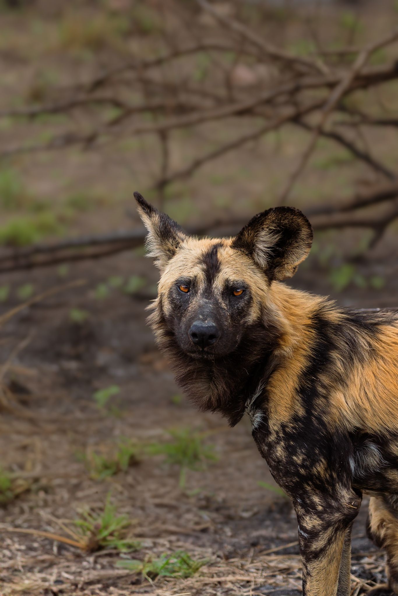 Kambaku II Boat Safaris & Lodge
