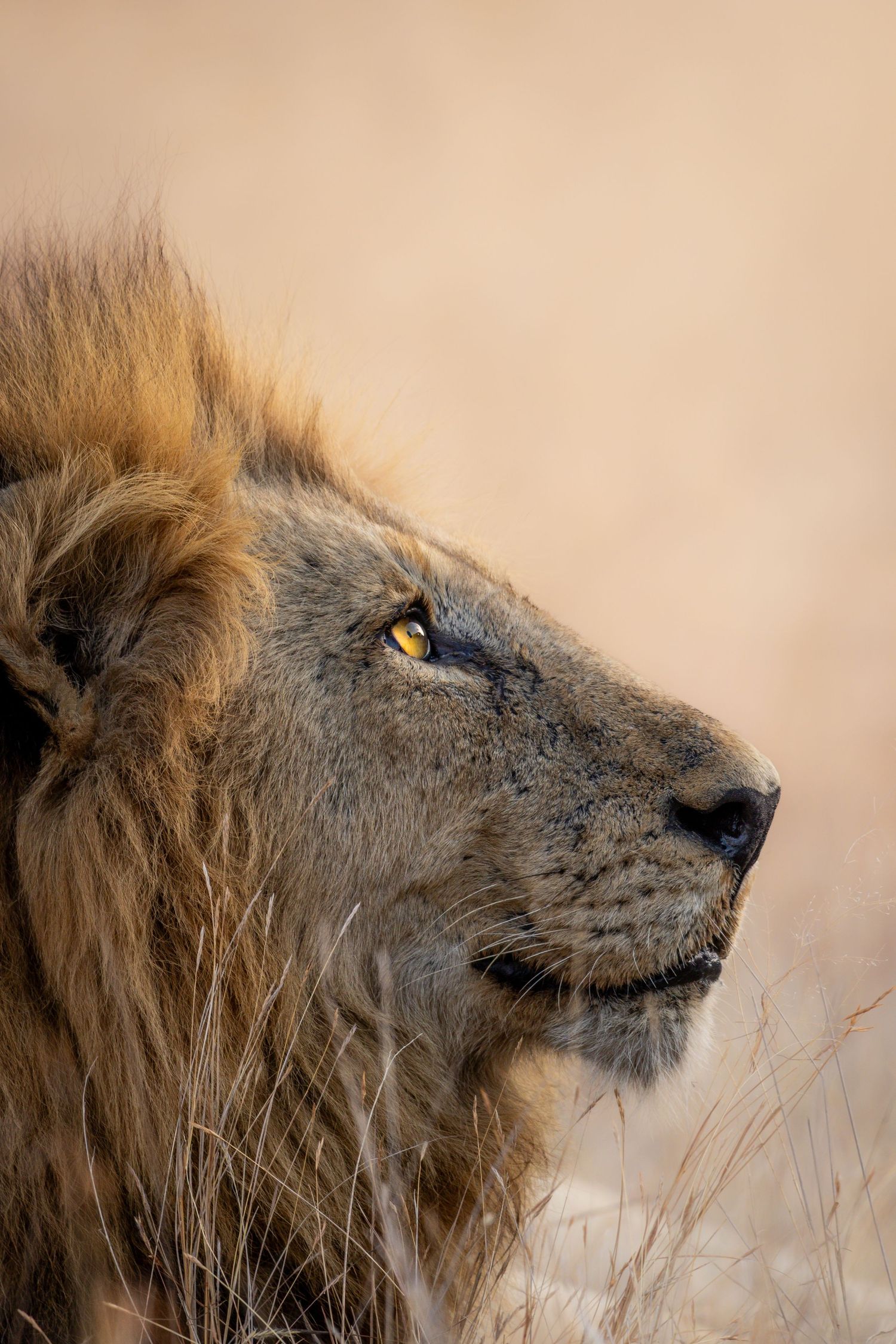 Kambaku II Boat Safaris & Lodge