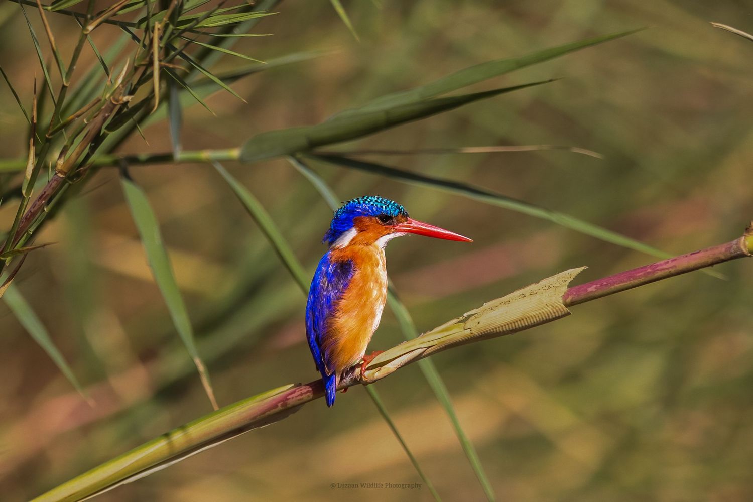 Kambaku II Boat Safaris & Lodge