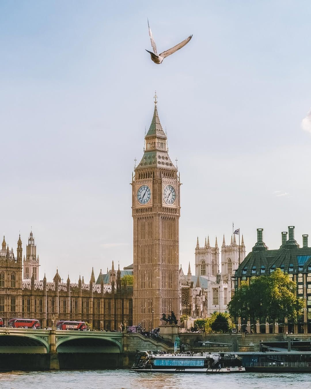 Big Ben and Houses of Parliament with a seagull soaring overhead in London.