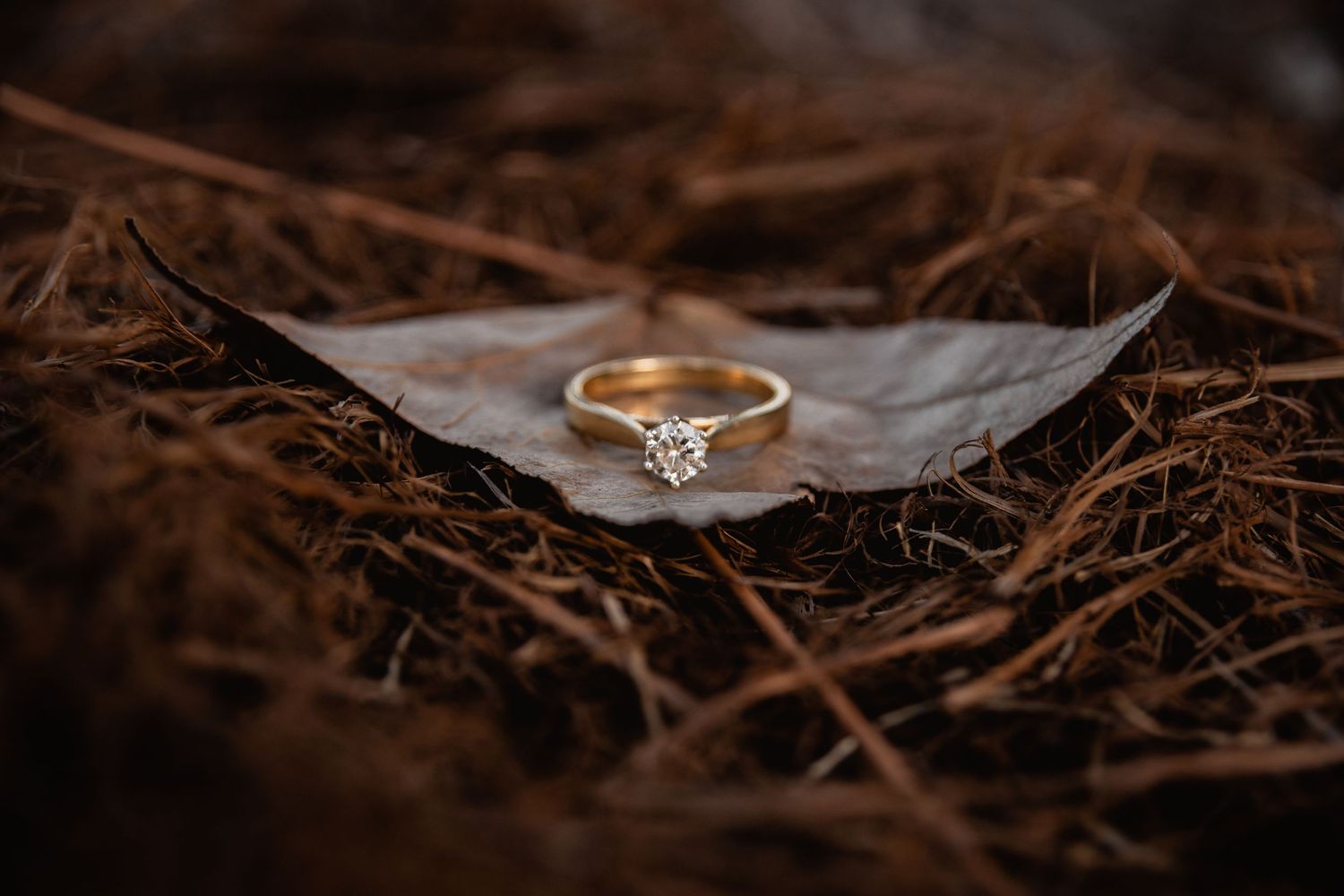 Engagement ring on leaf amongst pine needles