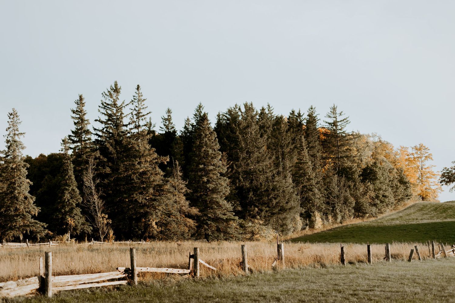 Scenic rural landscape with evergreen trees and wooden fence under clear sky.