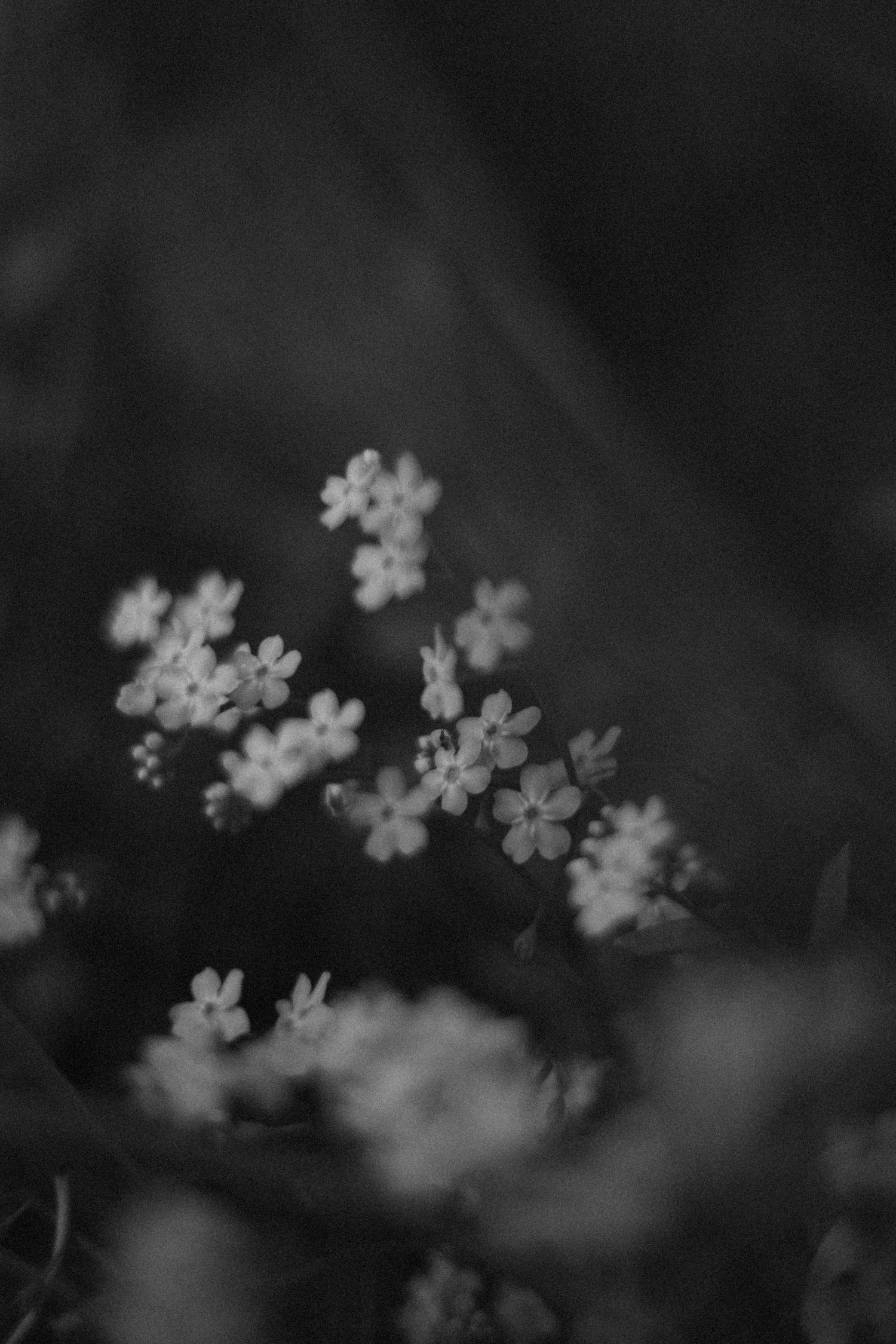 Black and white macro photo of delicate small wildflowers in soft focus, with a dark moody blurred background.