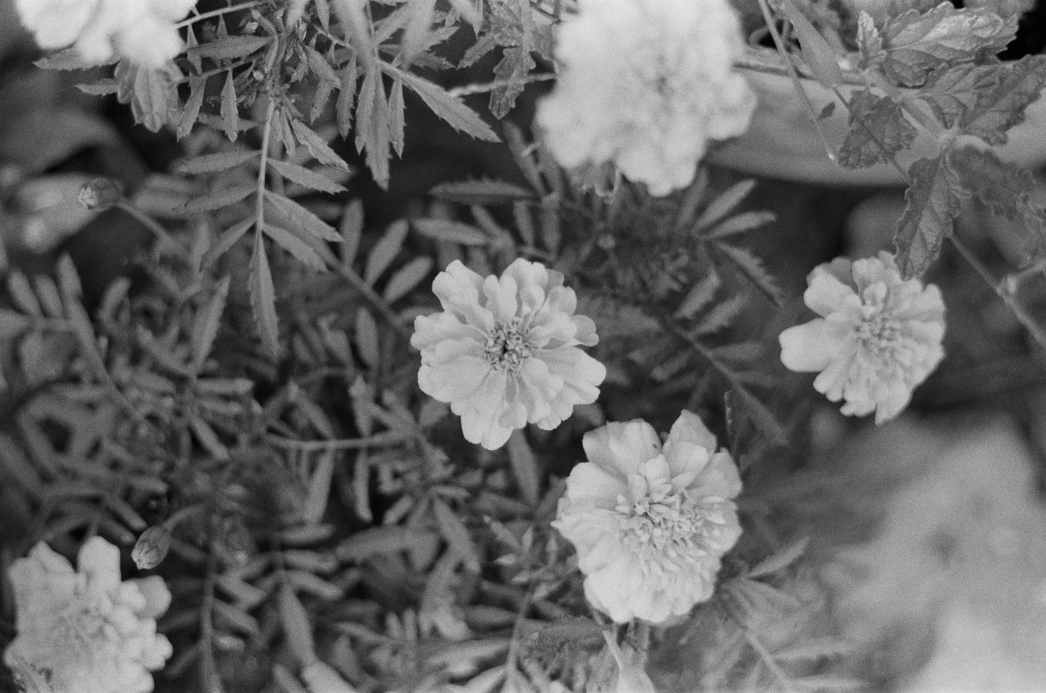 Black and white photo of blooming marigold flowers with ruffled petals surrounded by delicate, feathery leaves in a garden.