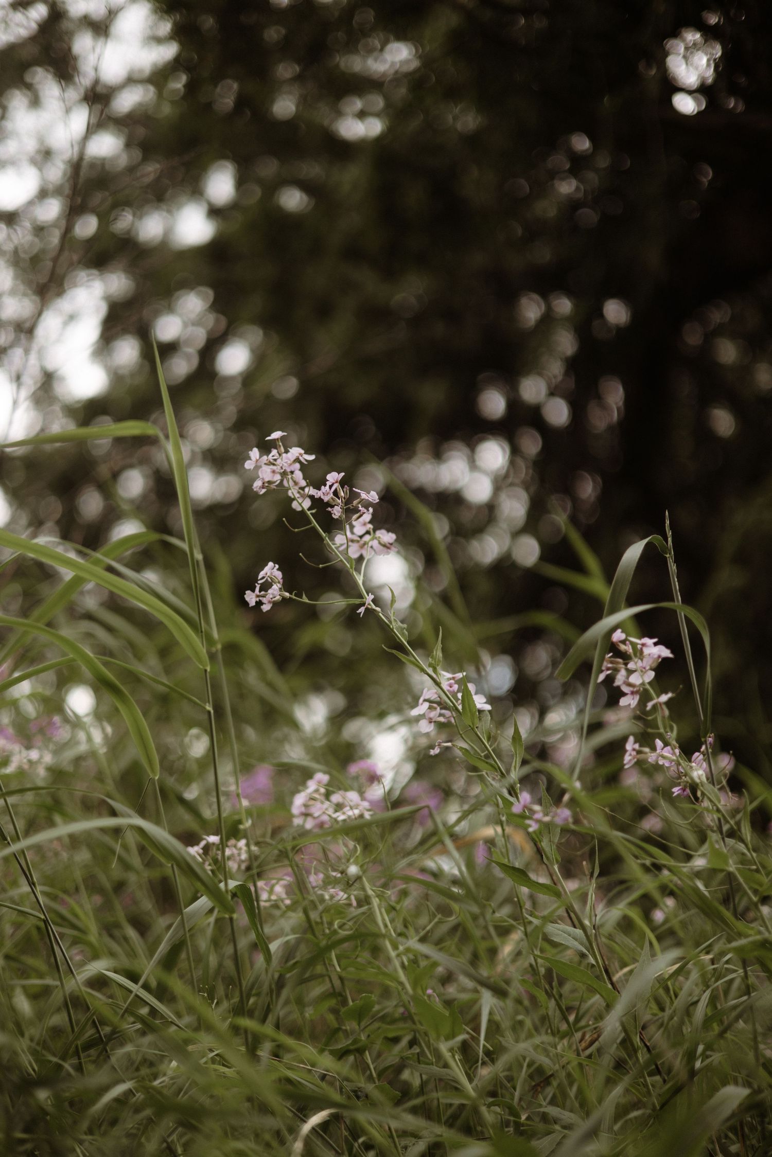 Tall wild pink flowers grow among green grass with soft bokeh trees in a moody natural forest setting.