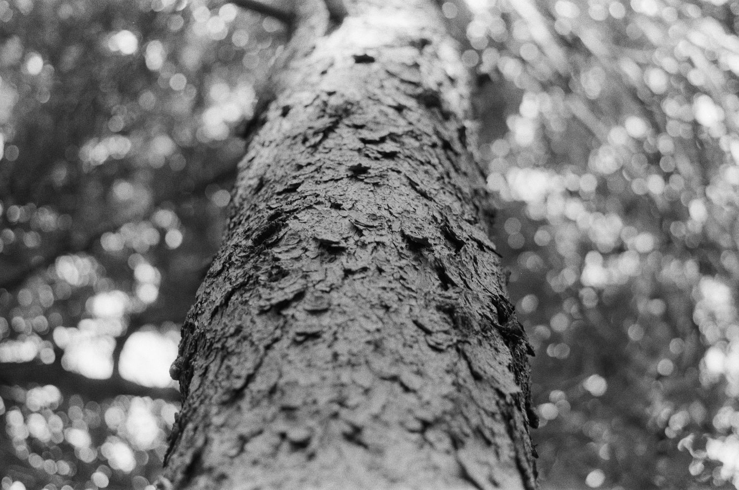 Close-up black and white photo of a textured tree trunk shot from below, with blurred foliage in the background.