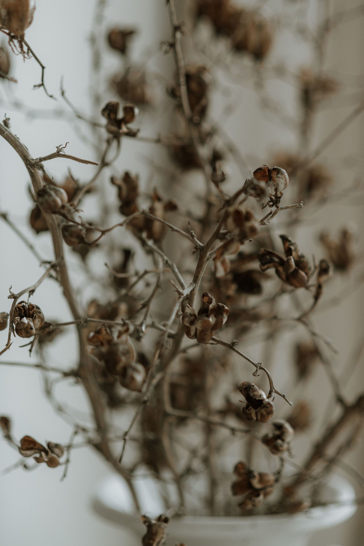Close-up of dried brown branches with seed pods arranged in a white vase against a neutral background.