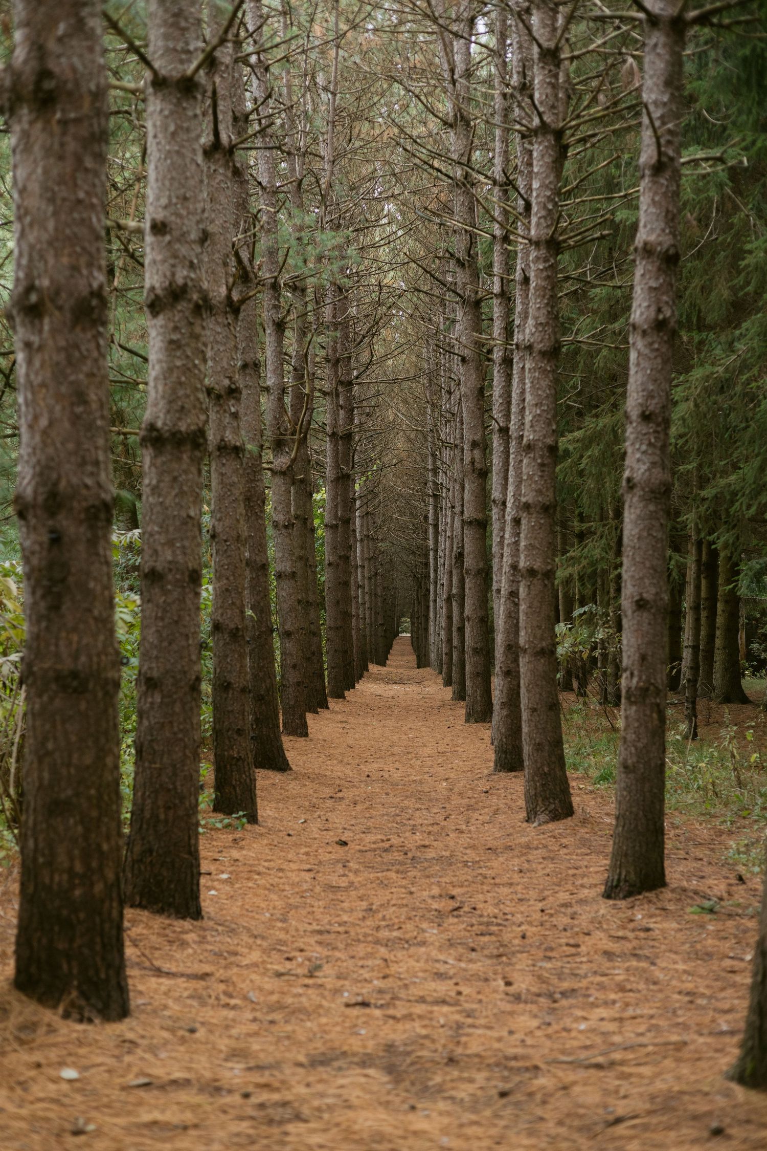 A symmetrical pine forest path lined with tall trees and a carpet of golden-brown needles.