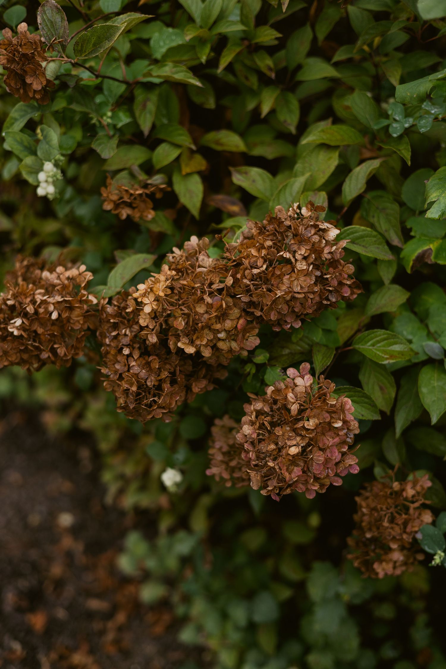 Dried brown hydrangea blooms on green leafy bush in garden setting.