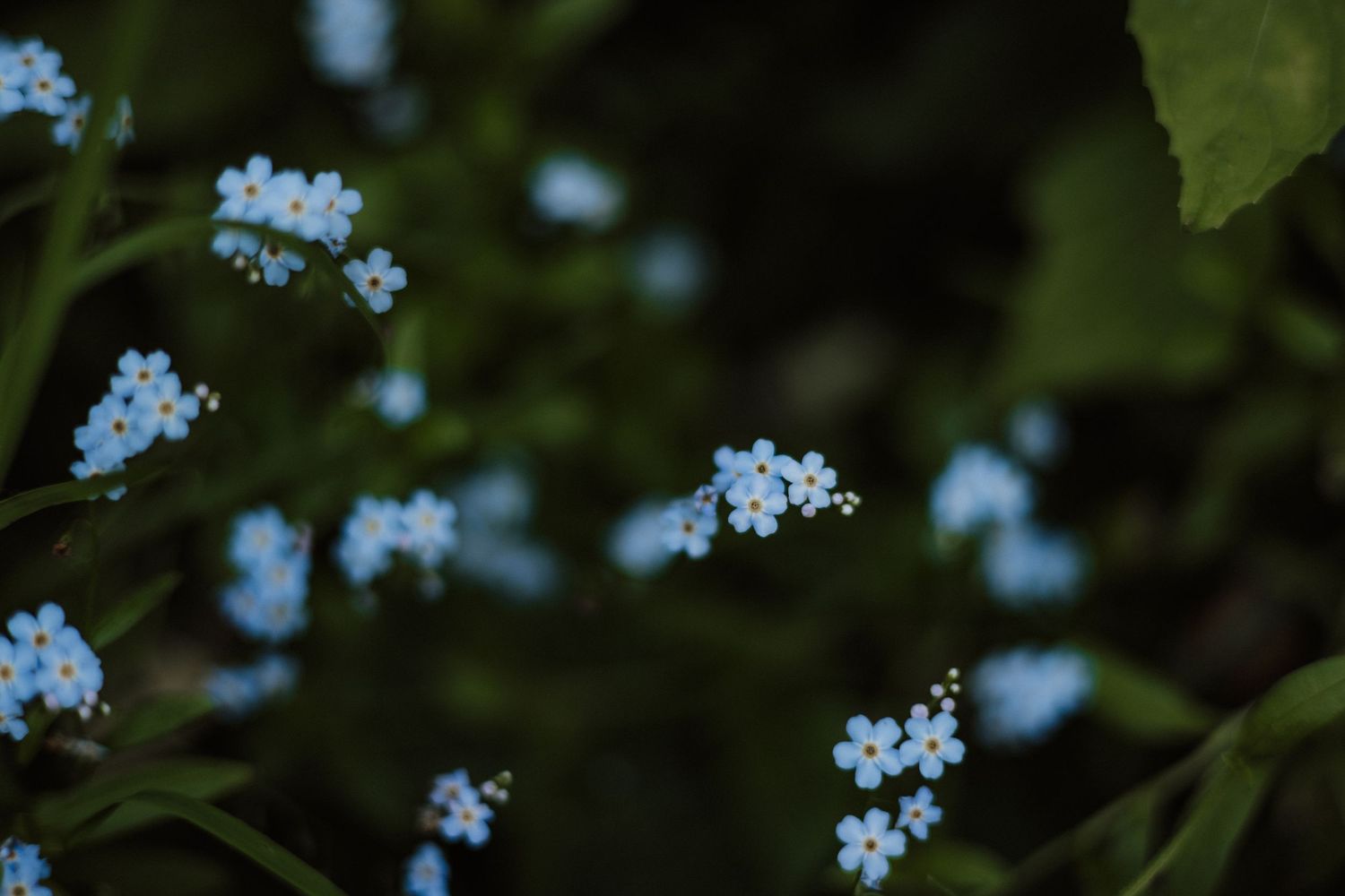 Delicate blue forget-me-not flowers with tiny yellow centers bloom among dark green foliage in a softly blurred garden setting.