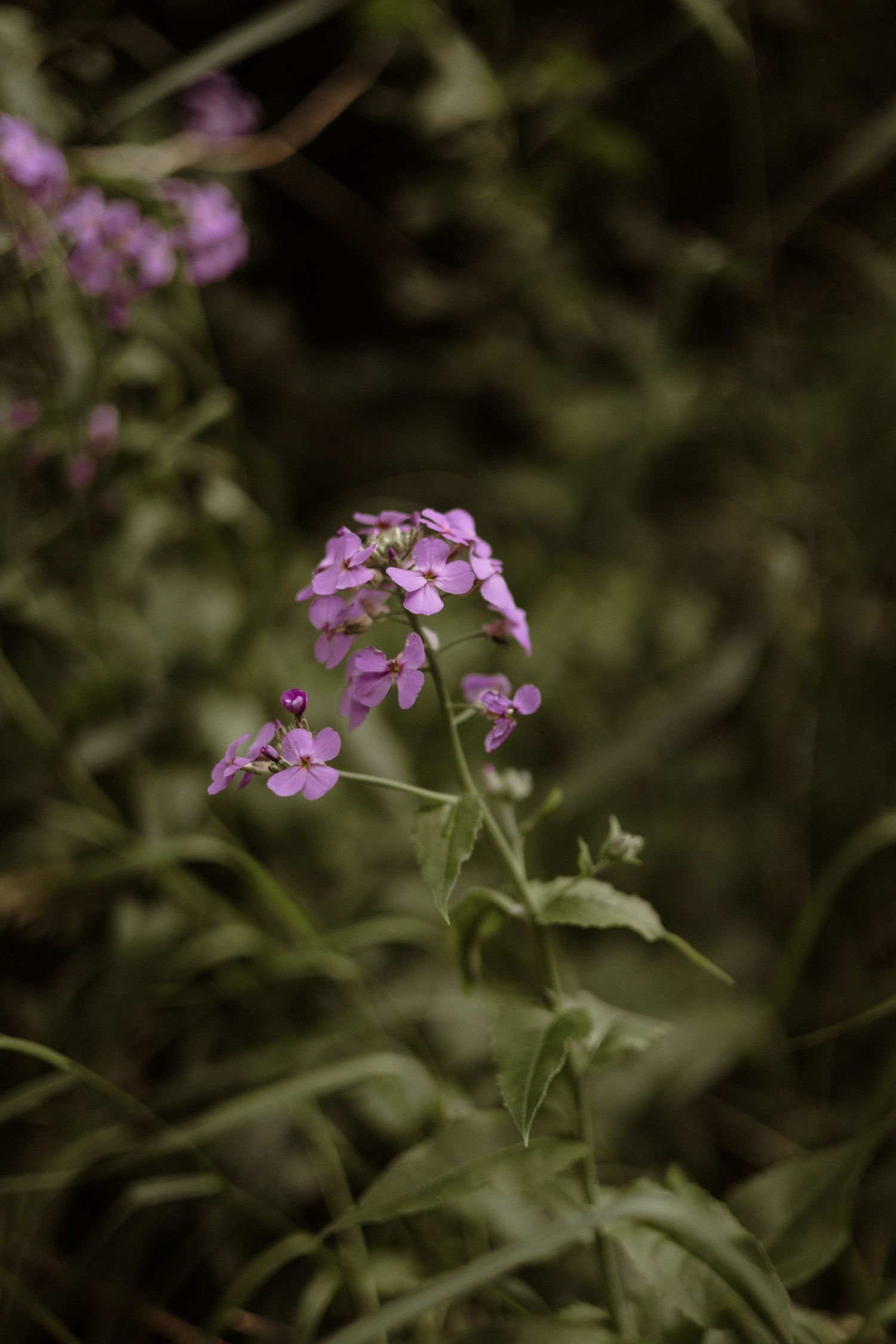 A single stem of vibrant purple wildflowers stands in sharp focus against a blurred green garden background.